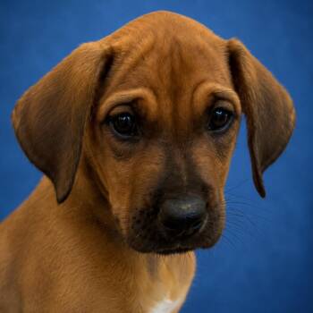 Gaston -  Rhodesian Ridgeback Dog for Adoption in Mankato, Minnesota - Gaston | PetCurious