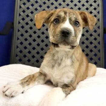 Golden Retriever and Mastiff Dogs Available for Adoption in Fort Davis, Texas - Lanee | PetCurious