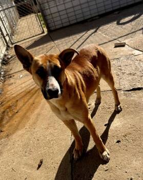 Rescue Shepherd Dogs for Adoption in Shreveport, Louisiana - Freya | PetCurious