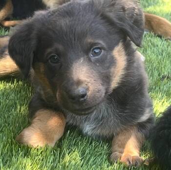 Selma -  Australian Shepherd Dog for Adoption in Longmont, Colorado - Selma | PetCurious