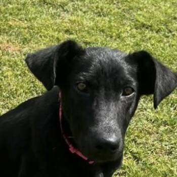 Retriever Dogs Available for Adoption in Niagara Falls, Ontario - Luna (20260415-03) | PetCurious