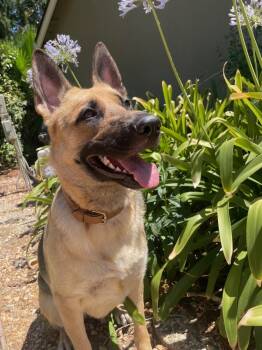 Rescue German Shepherd Dog Dogs for Adoption in Shingle Springs, California - Kaia | PetCurious