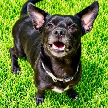 Watson -  Terrier Dog for Adoption in Battle Creek, Michigan - Watson | PetCurious
