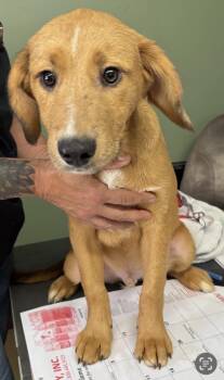 Rescue Australian Shepherd and Labrador Retriever Dogs for Adoption in Lincoln University, Pennsylvania - Thor | PetCurious