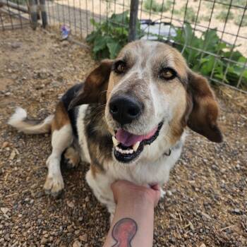 Max -  Basset Hound Dog for Adoption in Taos, New Mexico - Max | PetCurious