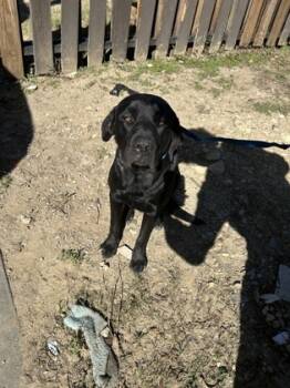 Rescue Retriever and Mixed Breed Dogs for Adoption in Fort Worth, Texas - 59709978 | PetCurious