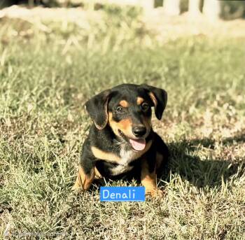 Danli -  Dachshund Dog for Adoption in Norfolk, Massachusetts - Danli | PetCurious