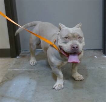 Rescue Pit Bull Terrier and Mixed Breed Dogs for Adoption in Ontario, California - BUTCH | PetCurious