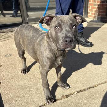 Pit Bull Terrier Dogs Available for Adoption - Max | PetCurious