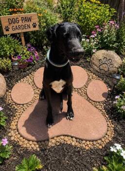 Great Dane Dogs Available for Adoption in Globe, Arizona - DAISEY | PetCurious