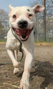 American Bulldog Dogs Available for Adoption in Chicago, Illinois - Hudson | PetCurious