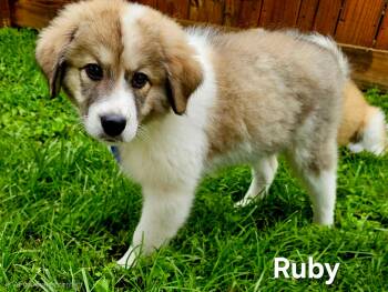 Ruby -  Great Pyrenees Dog for Adoption in Franklin, Tennessee - Ruby | PetCurious