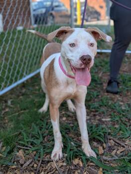 Rescue Mixed Breed Dogs for Adoption in Huntsville, Alabama - Birdie | PetCurious