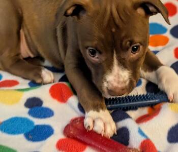 Bailey Bramble -  Terrier Dog for Adoption in Waunakee, Wisconsin - Bailey Bramble | PetCurious