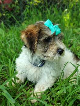 Wiggles -  Yorkshire Terrier Dog for Sale in Limestone, Tennessee - Wiggles | PetCurious