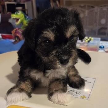 Cheese -  Poodle and Mixed Breed Dog for Adoption in Raleigh, North Carolina - Cheese | PetCurious