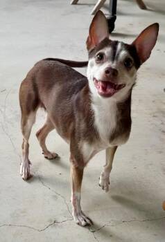 Ruby -  Chihuahua Dog for Adoption in College Station, Texas - Ruby | PetCurious