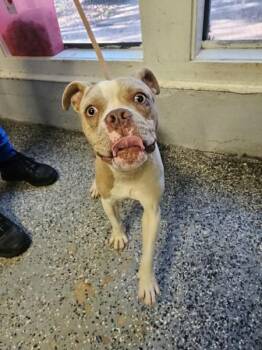 Wiley -  American Bulldog Dog for Adoption in Mobile, Alabama - Wiley | PetCurious