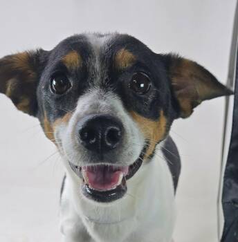 Kudzu -  Rat Terrier Dog for Adoption in Newport, Tennessee - Kudzu | PetCurious