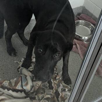Nana -  Labrador Retriever and Mixed Breed Dog for Adoption in Matteson, Illinois - Nana | PetCurious