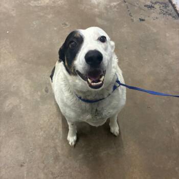 Walter -  Australian Cattle Dog Blue Heeler and Shepherd Dog for Adoption in Corbin, Kentucky - Walter | PetCurious