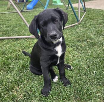 Jasper -  Mixed Breed Dog Available for Adoption in Maineville, Ohio - Jasper | PetCurious