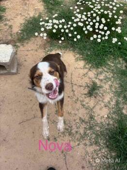 Australian Shepherd Dogs Available for Adoption in Zimmerman, Minnesota - Nova | PetCurious
