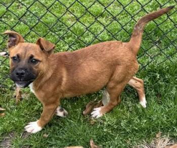 Terrier and Mixed Breed Dogs Available for Adoption - Maeve | PetCurious