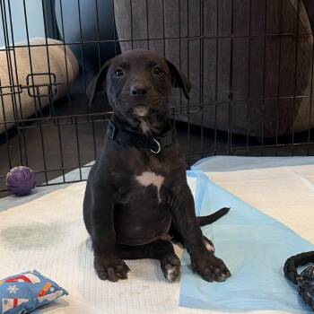 Barry -  Pit Bull Terrier Dog for Adoption in Columbia, Missouri - Barry | PetCurious