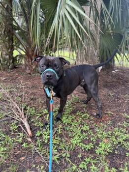 Dirk -  Mixed Breed Dog for Adoption in Vero Beach, Florida - Dirk | PetCurious