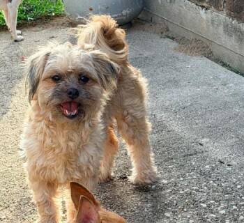 Maripily in TX -  Shih Tzu Dog for Adoption in Cranston, Rhode Island - Maripily In TX | PetCurious