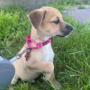Ginny -  German Shepherd Dog Dog for Adoption in Houston, Texas - Ginny | PetCurious