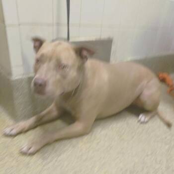 Tobby -  Pit Bull Terrier Dog for Adoption in San Gabriel, California - Tobby | PetCurious