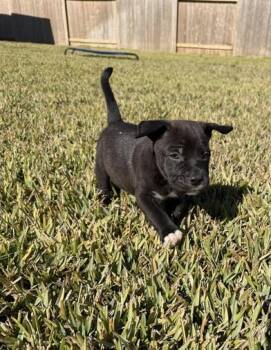 Rescue Boxer and Pit Bull Terrier Dogs for Adoption in Liverpool, Texas - Midnight | PetCurious