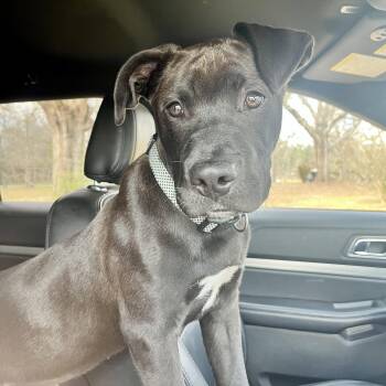 Labrador Retriever Dogs Available for Adoption - Woody | PetCurious