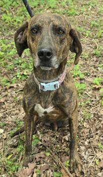 Plott Hound and Hound Dogs Available for Adoption in New York, New York - Kelso  | PetCurious