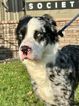 Rescue Catahoula Leopard Dog and Great Pyrenees Dogs for Adoption in Yakima, Washington - Pretty Girl | PetCurious