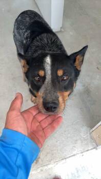 Haseltine -  Australian Cattle Dog Blue Heeler Dog for Adoption in Republic, Missouri - Haseltine | PetCurious