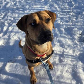 Mixed Breed Dogs Available for Adoption - Fortune | PetCurious