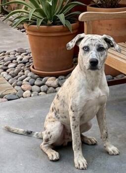 Catahoula Leopard Dog Dogs Available for Adoption - **EMPRESS** | PetCurious