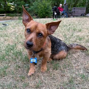 Wirehaired Terrier Dogs Available for Adoption in Wake Forest, North Carolina - Tate | PetCurious