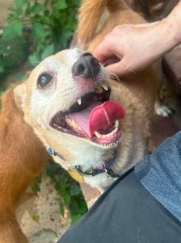 Prince Henry -  Chihuahua and Pomeranian Dog for Adoption - Prince Henry | PetCurious