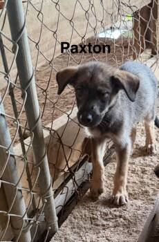 Paxton -  German Shepherd Dog and Belgian Shepherd Malinois Dog for Adoption in Sumter, South Carolina - Paxton | PetCurious