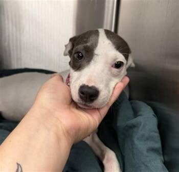 LUNCHBOX -  Pit Bull Terrier and Mixed Breed Dog for Adoption in St. Louis, Missouri - LUNCHBOX | PetCurious