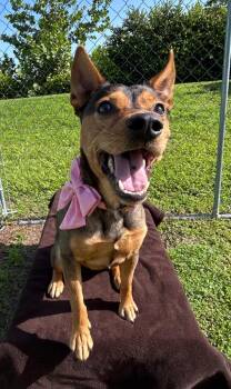 Tully -  Shepherd and Mixed Breed Dog for Adoption in Cape Coral, Florida - Tully | PetCurious