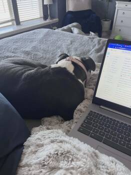 Lupita -  American Staffordshire Terrier Dog for Adoption in Point, Texas - Lupita | PetCurious