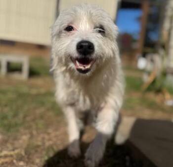 Flora Mae in TX -  Terrier Dog for Adoption in Cranston, Rhode Island - Flora Mae In TX | PetCurious