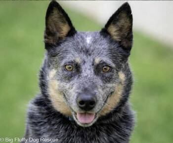 Australian Cattle Dog Blue Heeler Dogs Available for Adoption in Nashville, Tennessee - Merlin | PetCurious