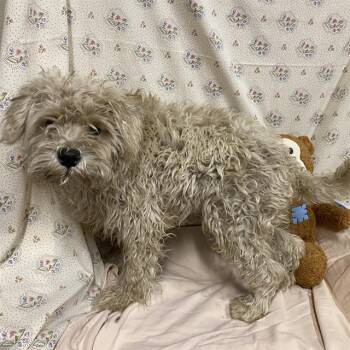 A614497 -  Poodle and Mixed Breed Dog for Adoption in Modesto, California - A614497 | PetCurious