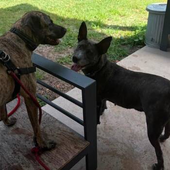 Sammy Girl -  American Staffordshire Terrier and Black Labrador Retriever Dog for Adoption in Fairfax Station, Virginia - Sammy Girl | PetCurious